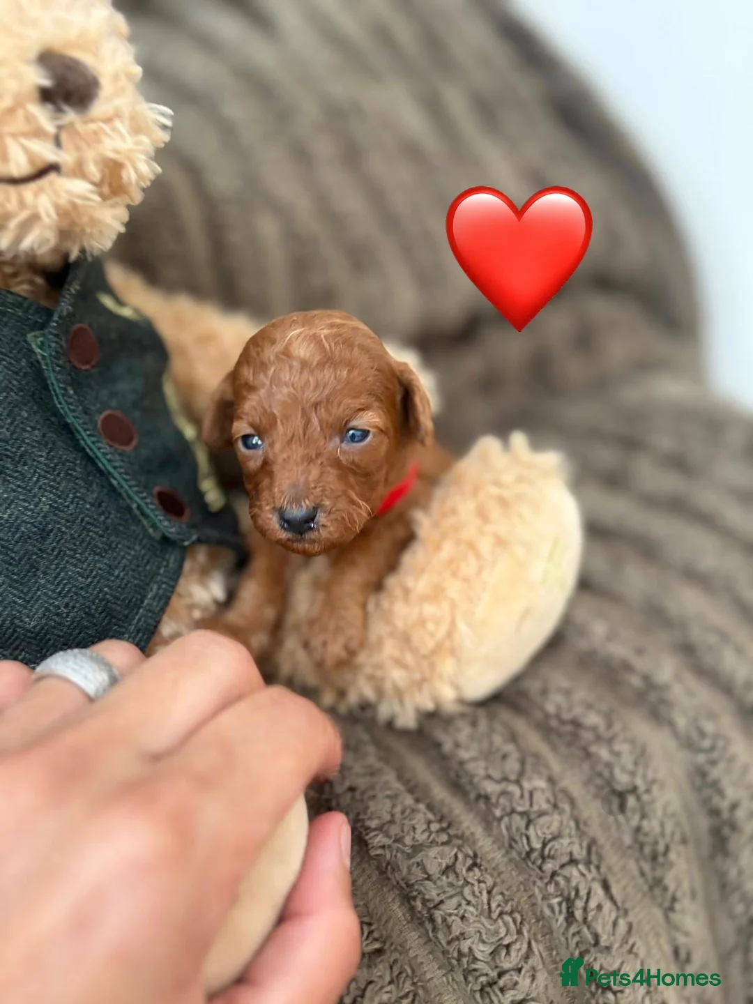 Cockapoo dogs for sale: Cockapoo puppies  - Advert 2