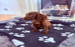 Cocker Spaniel dogs for sale: Cocker spaniel puppies  - Image 3