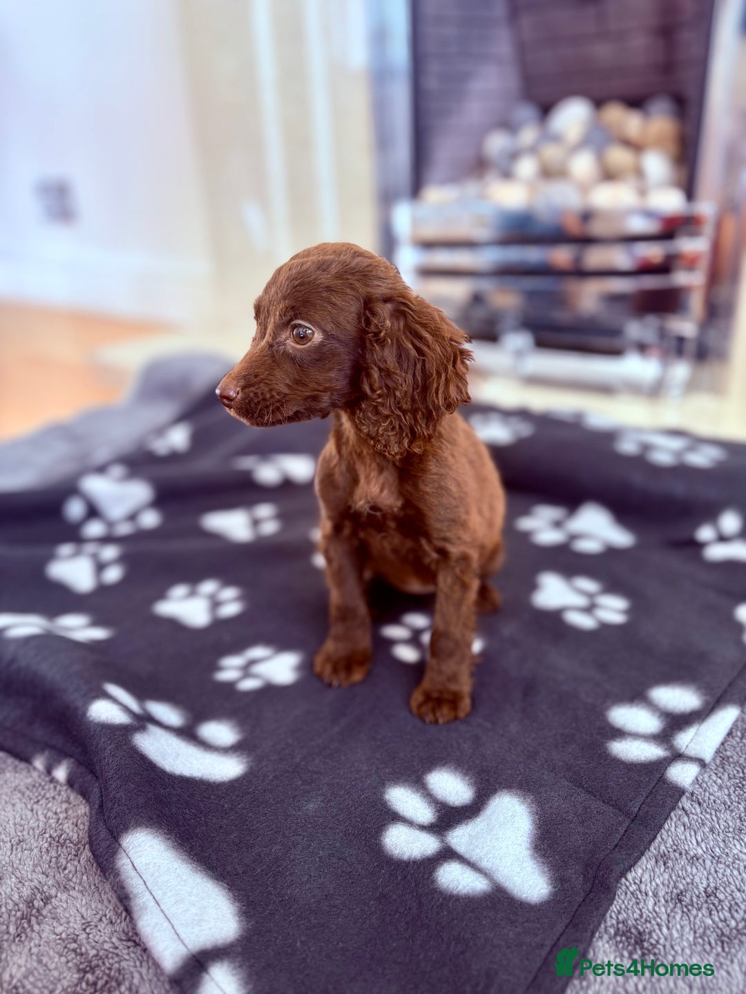 Cocker Spaniel dogs for sale: Cocker spaniel puppies  - Image 3