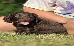Cocker Spaniel dogs for sale: READY 31st Aug KC Pedigree Working Cocker Puppies - Image 13