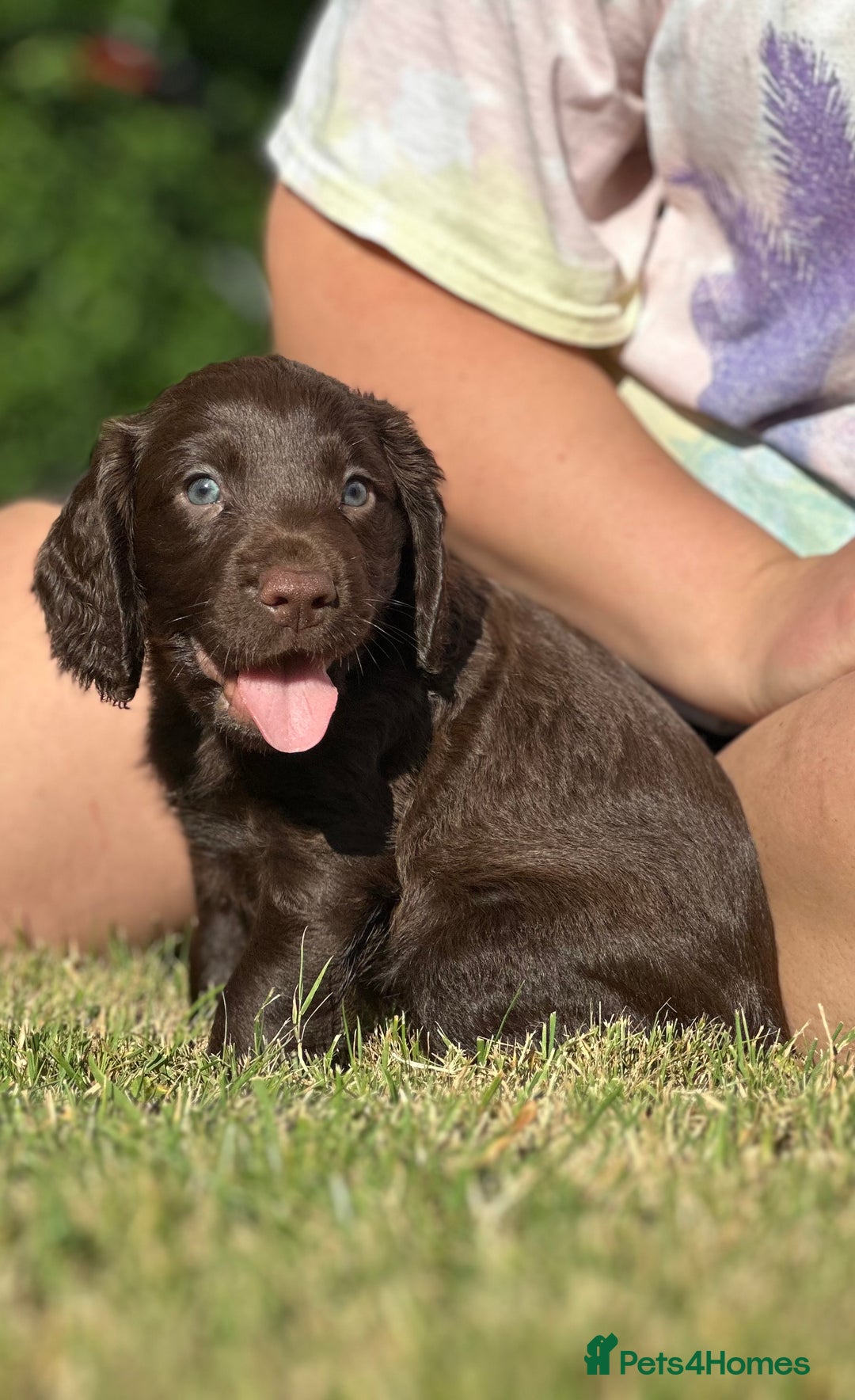 Cocker Spaniel dogs for sale: READY 31st Aug KC Pedigree Working Cocker Puppies - Image 13