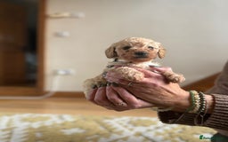 Cockapoo dogs for sale: Teddy bear cute Tiny Cockapoos  - Advert 15