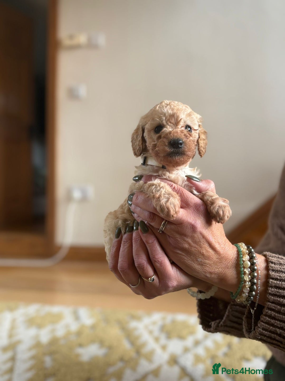 Cockapoo dogs for sale: Teddy bear cute Tiny Cockapoos  - Advert 15