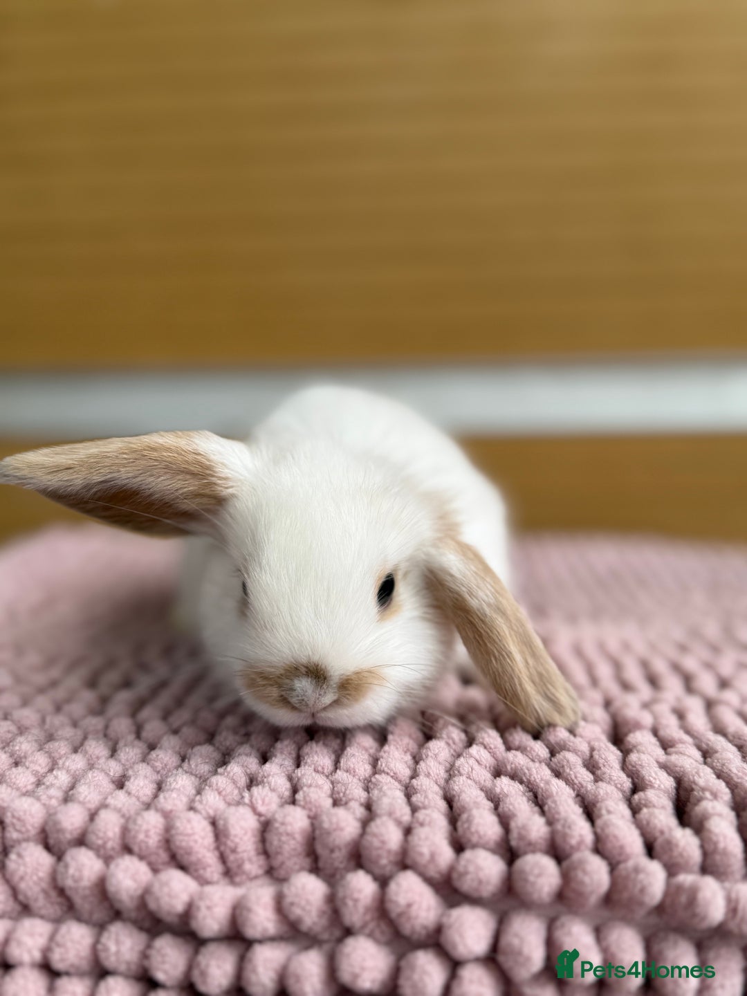 Mini Lop rabbits for sale: 1 male baby mini lop bunnies AVAILABLE   - Image 5