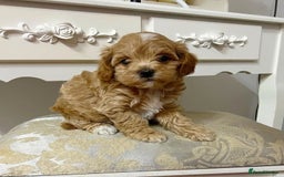 Maltipoo dogs for sale: Adorable  maltipoo puppies for sale  - Image 2