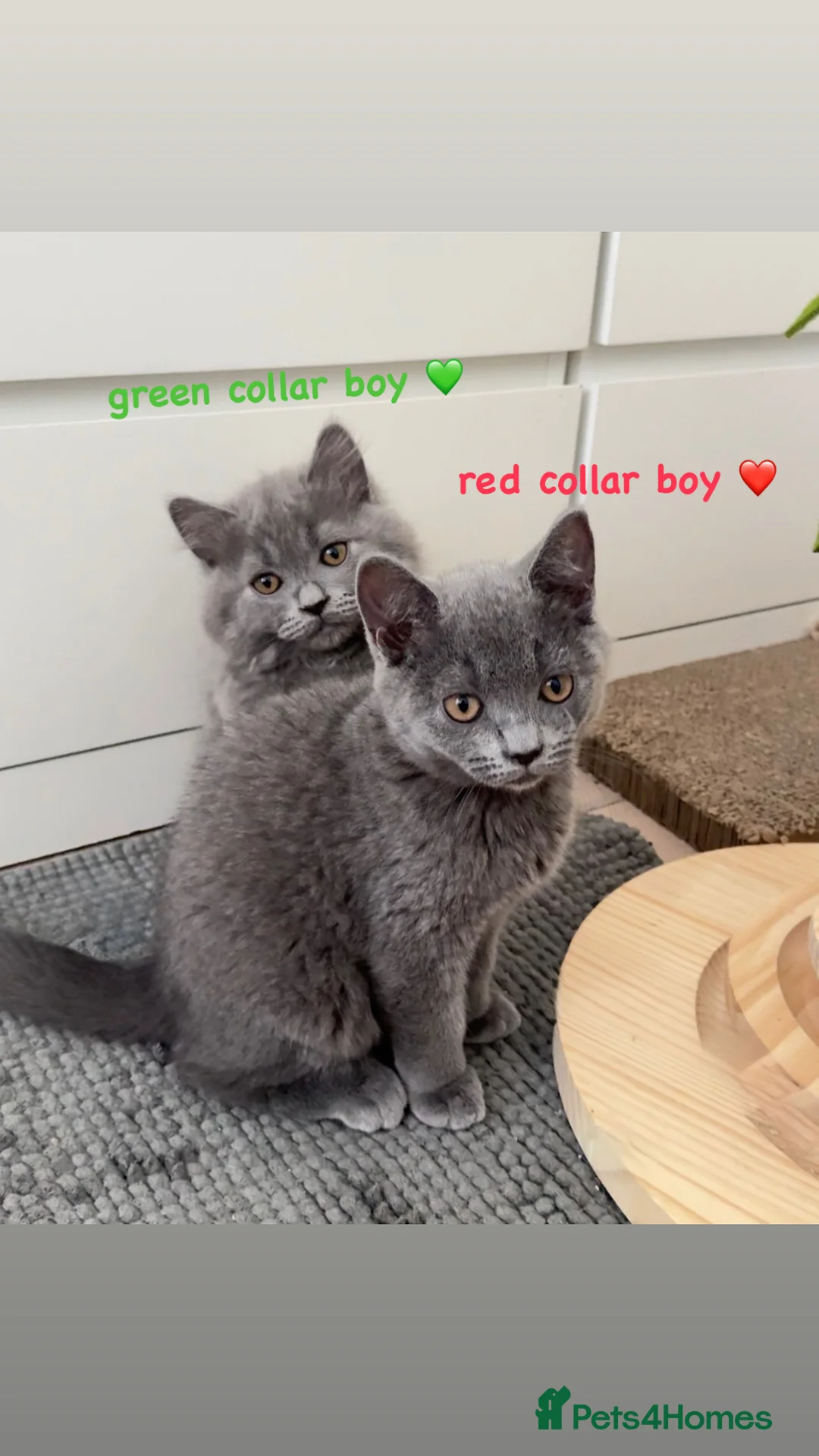 British Shorthair cats for sale: Gorgeous British Shorthairs ! in London - Advert 18