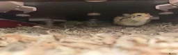 Quail poultry for sale: Coturnix Japanese Quails - Advert 12