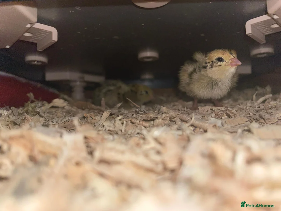 Quail poultry for sale: Coturnix Japanese Quails - Advert 12