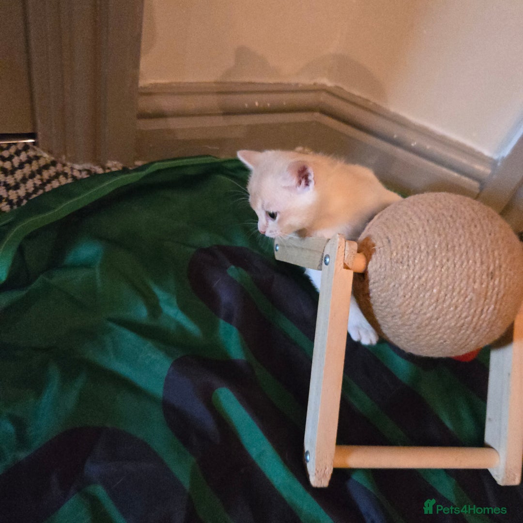 Burmese cats for sale: Pure pedigree, Registered Burmese,Vet checked 2x - Advert 7