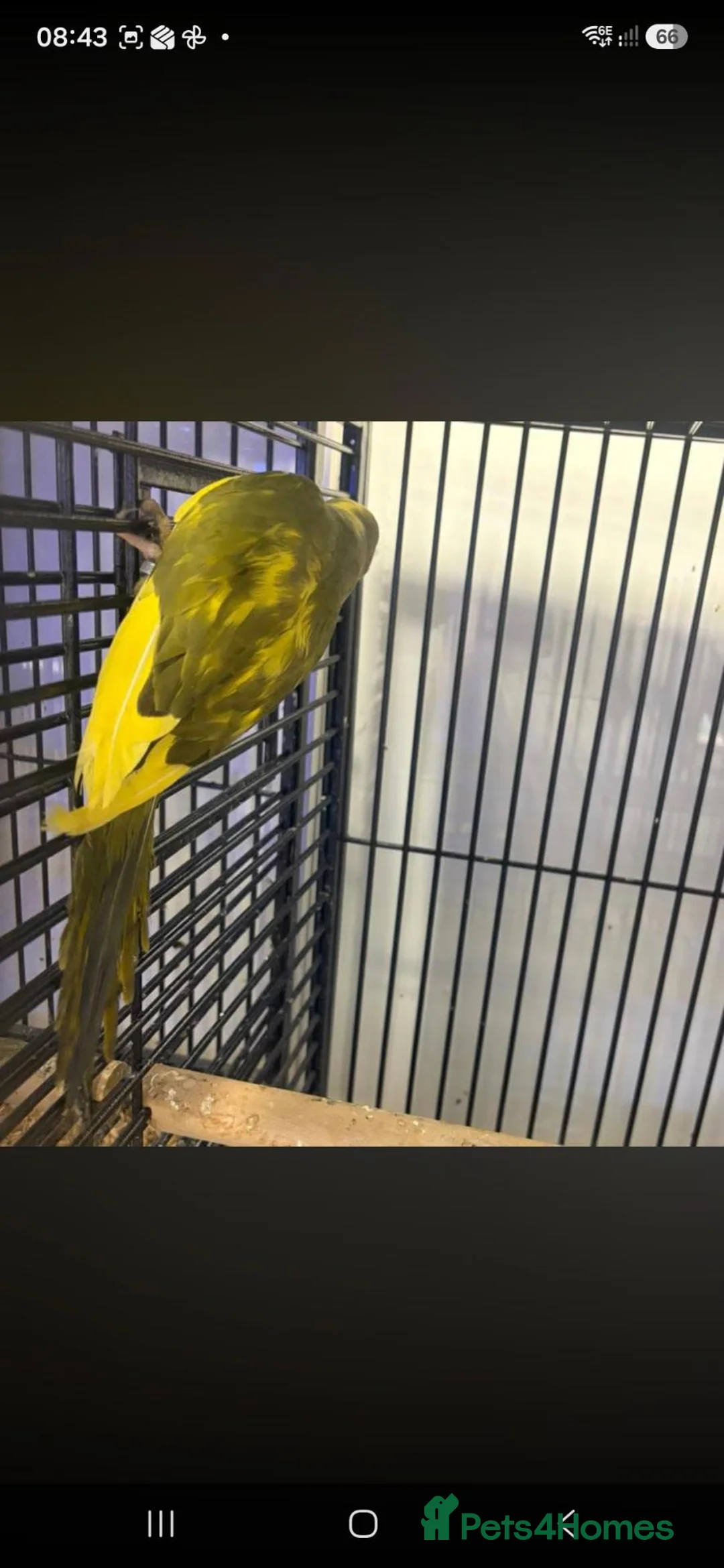 Ringnecks birds for sale: Pied Ringneck - Advert 6