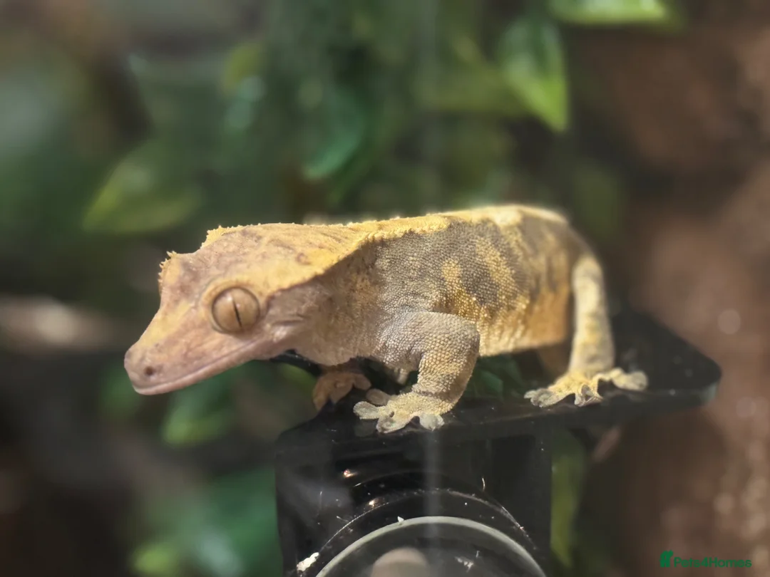 Gecko reptiles for sale: Baby Crested Geckos (ready July)  - Advert 6