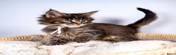 Maine Coon cats for sale: 💚Stunning XL TICA-registered Maine Coon Kittens  - Advert 5