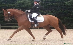 Danish Warmblood horses for sale: Ivan Beautiful Gelding sired by Cupido x Ultima - Image 5