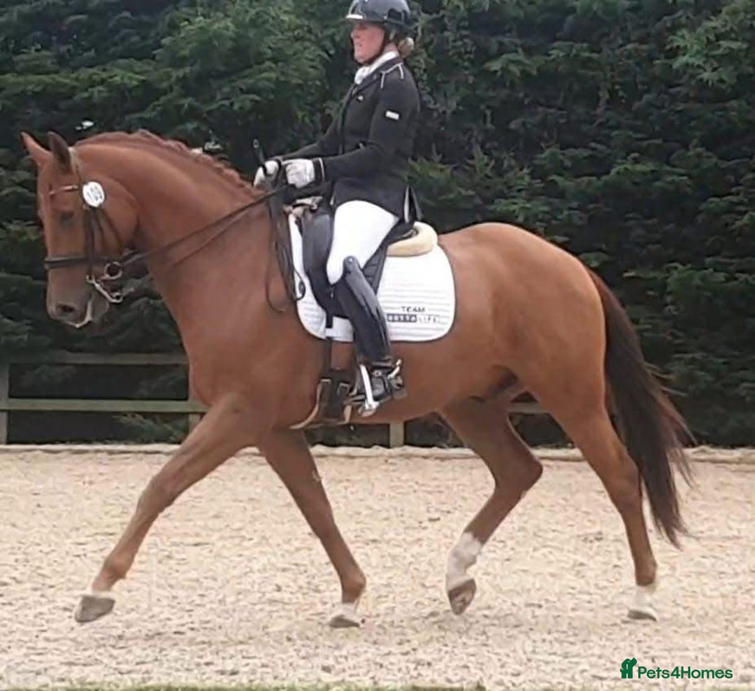 Danish Warmblood horses for sale: Ivan Beautiful Gelding sired by Cupido x Ultima - Image 5