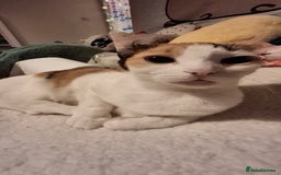 American Shorthair cats for sale: Milkshake the calico cat for sale - Image 9