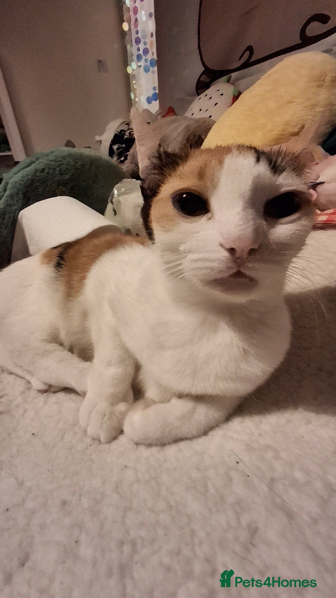 American Shorthair cats for sale: Milkshake the calico cat for sale - Image 9