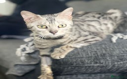 Bengal cats for sale: Stunning 2 YO Bengal Girl Looking for Forever Home - Image 8