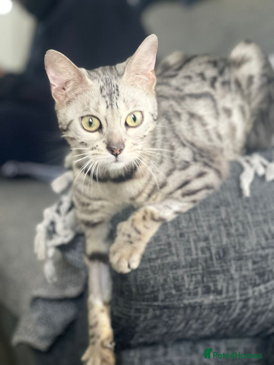 Bengal cats for sale: Stunning 2 YO Bengal Girl Looking for Forever Home - Image 8