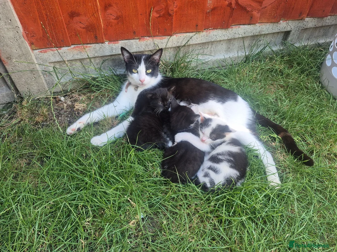 Mixed Breed cats for sale: sweet kittens ready for a new home - Advert 1