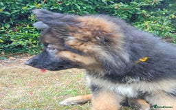 German Shepherd dogs for sale: KC German Shepherd  - Image 4
