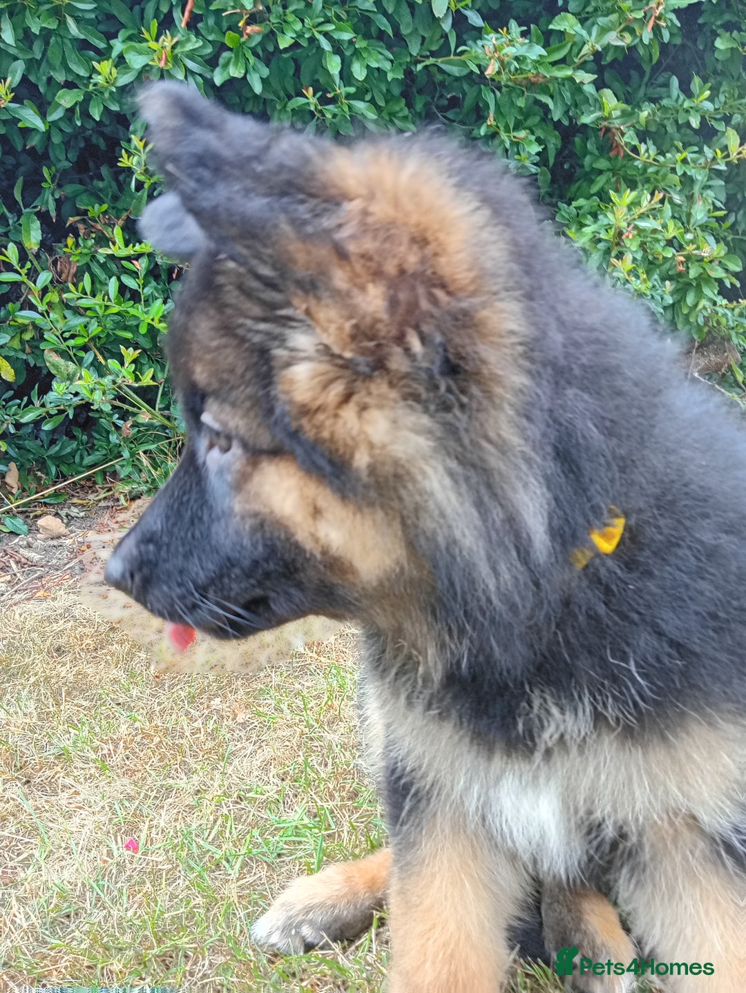 German Shepherd dogs for sale: KC German Shepherd  - Image 4