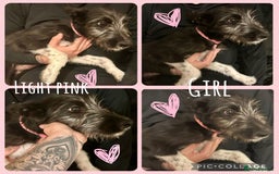 Mixed Breed dogs for sale: Lurcher cross collie  - Image 3