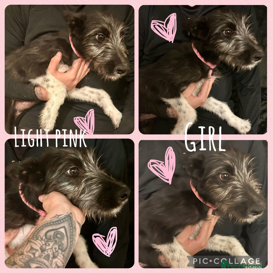 Mixed Breed dogs for sale: Lurcher cross collie  - Image 3