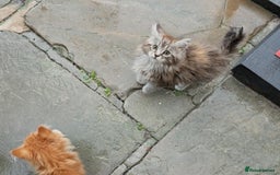 Maine Coon cats for sale: SHOW STANDARD MAINE COONS - Image 2