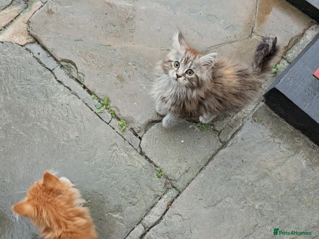 Maine Coon cats for sale: SHOW STANDARD MAINE COONS - Image 2
