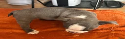 Boston Terrier dogs for sale: Boston Terriers - Advert 19