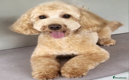 Cavapoo dogs for sale: Cavapoo 1 year female - Image 5