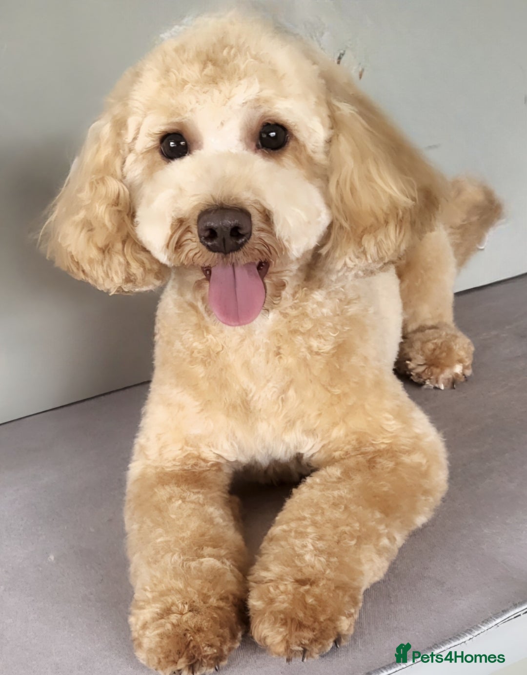 Cavapoo dogs for sale: Cavapoo 1 year female - Image 5