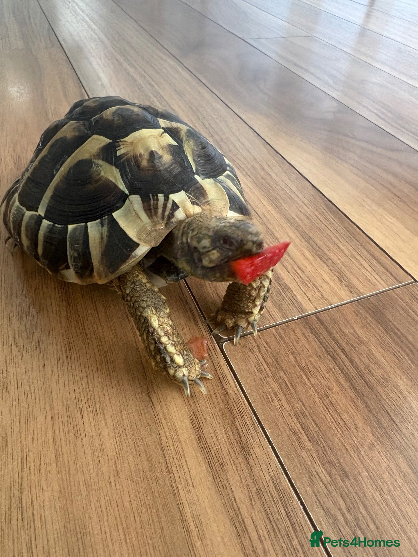 Hermann Tortoise reptiles Hermans tortoise - Advert 4