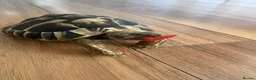 Hermann Tortoise reptiles for sale: Hermans tortoise in Shepperton - Advert 1