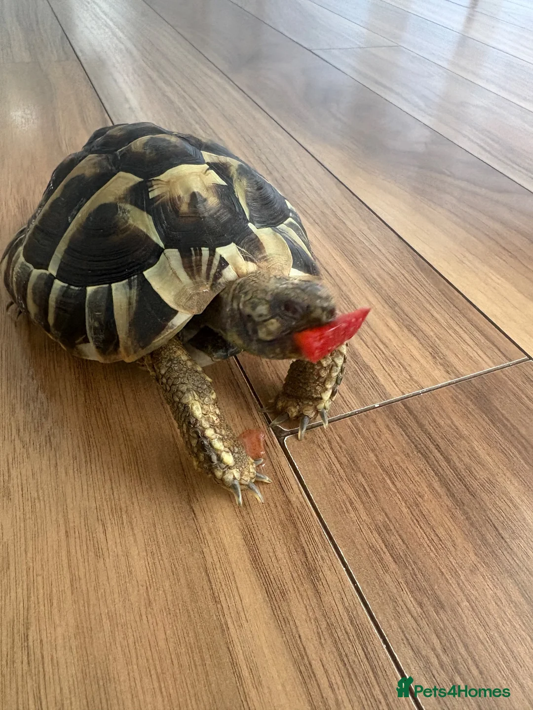 Hermann Tortoise reptiles for sale: Hermans tortoise in Shepperton - Advert 1