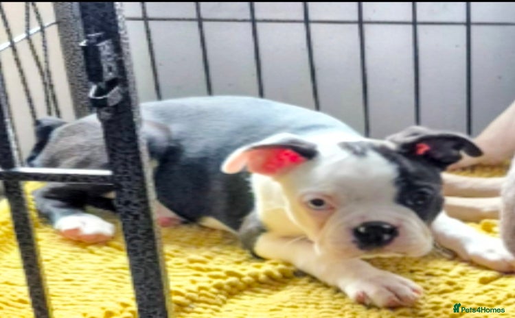 Boston Terrier dogs - Advert 7