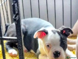 Boston Terrier dogs - Advert 7