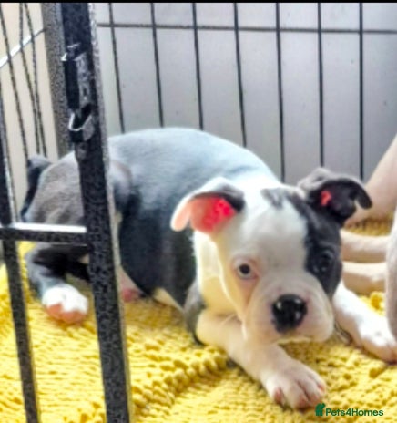 Boston Terrier dogs - Advert 7