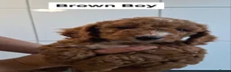 Cockapoo dogs for sale: Dark Red Cockapoo puppies  in Maidstone - Advert 11