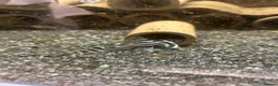 Plecos fish for sale: Zebra plecos  - Advert 12