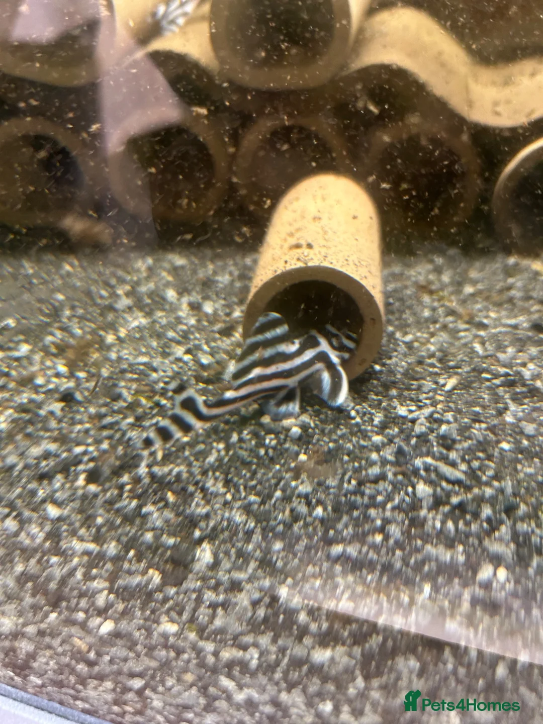 Plecos fish for sale: Zebra plecos  - Advert 12