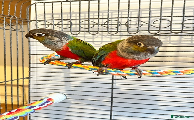 Conures birds - Advert 1