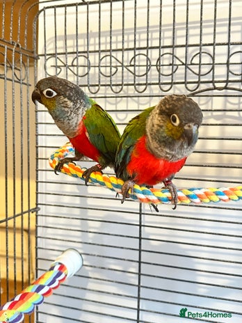 Conures birds - Advert 1
