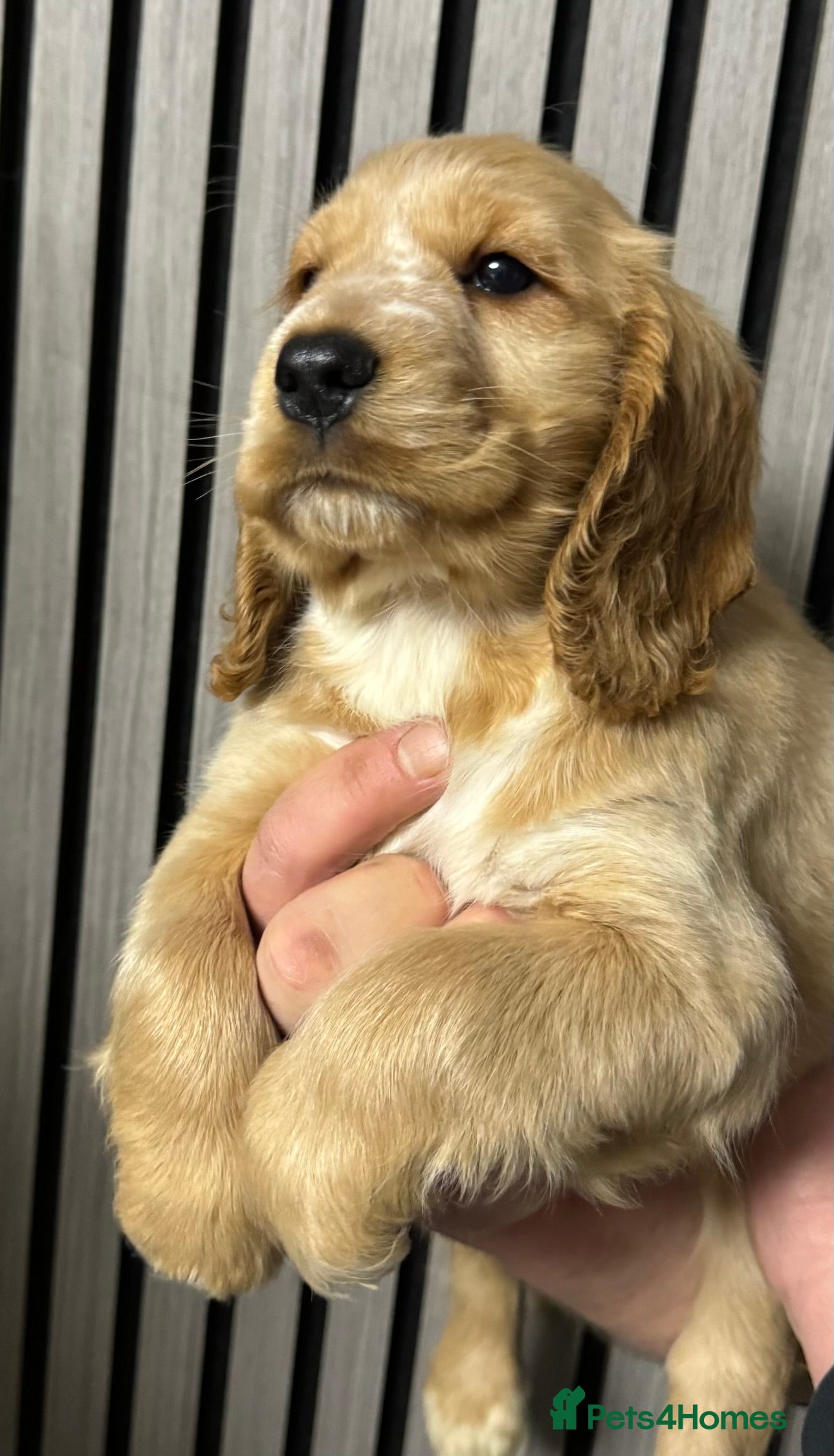Cocker Spaniel dogs 🐶 Cocker Spaniel Puppies Ready Soon! 🏡 - Advert 9