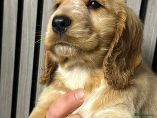 Cocker Spaniel dogs 🐶 Cocker Spaniel Puppies Ready Soon! 🏡 - Advert 2