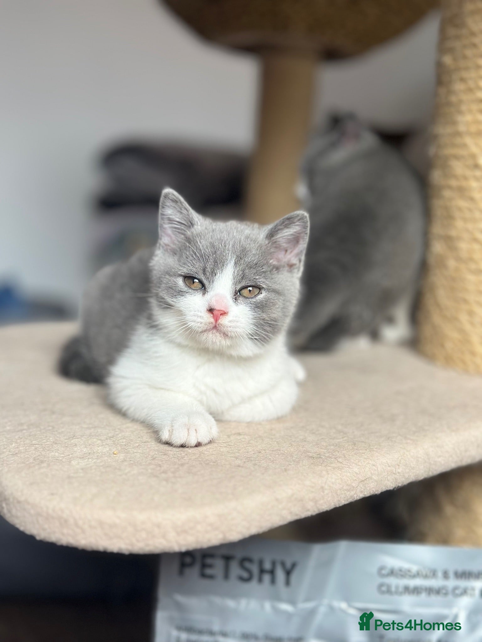 British Shorthair cats 💙Bicolour Blue and White British Shorthair Boys  - Advert 1