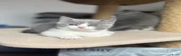 British Shorthair cats for sale: 🐾Blue and White British Shorthair Boys  - Advert 5