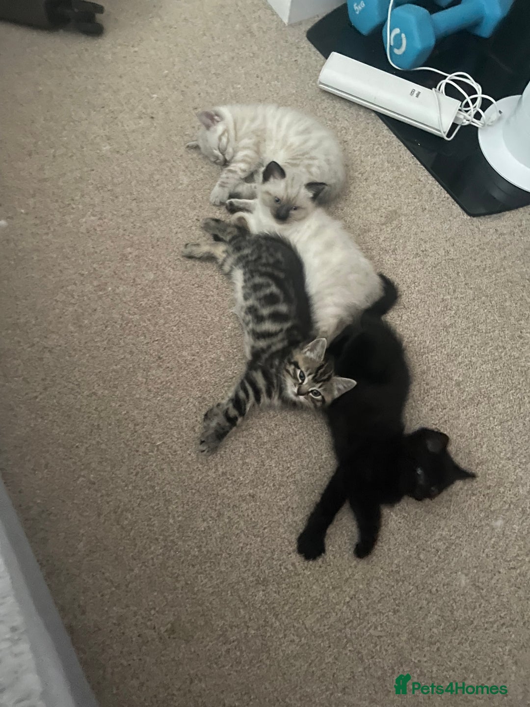 Ragdoll cats for sale: Ragdoll x kittens Championlines - Advert 7