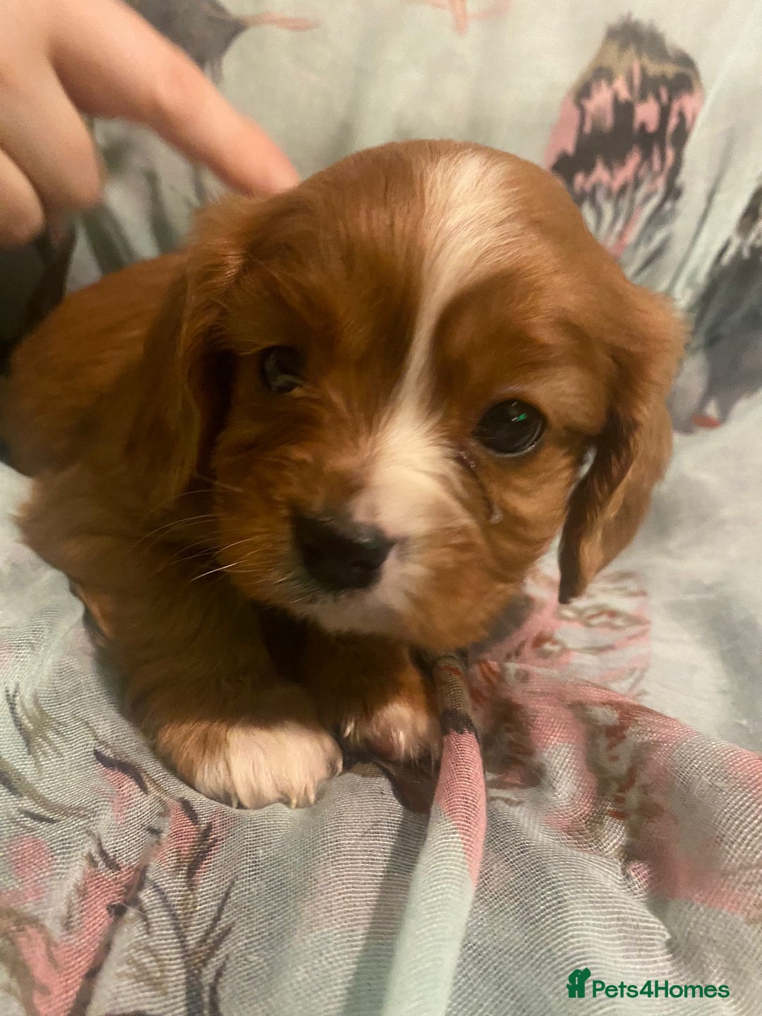 Cavalier King Charles Spaniel dogs for sale: Cavalier King Charles Spaniel Puppies - Advert 7