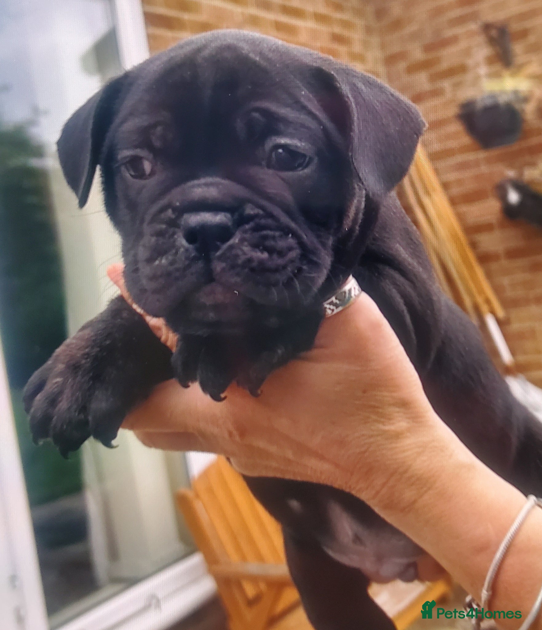 French Bulldog dogs French bulldog - Advert 10